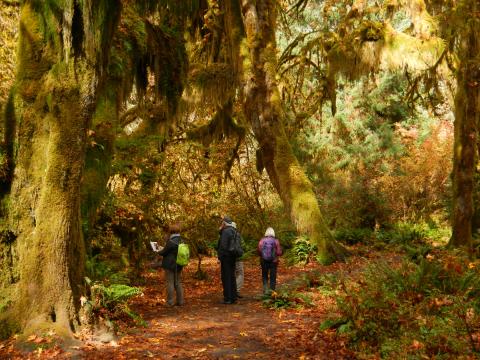 Four participants walking through the Big-Leaf Maple Grove on the Hall of Mosses trail in fall