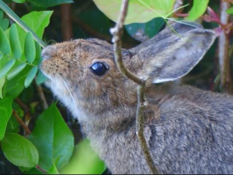 Closeup of the face of a Snowshoe Hare eating some vegetation on the Pacific Coast