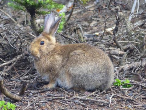A brown snowshoe hare pauses for a moment and listens with its large ears at Hurricane Ridge
