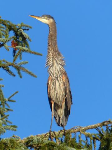 A Great Blue Heron sits with its neck fully extended on a conifer branch on the coast