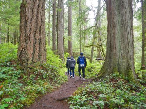 HIkers on a forested path hiking in between giant conifer trees in Olympic National Park