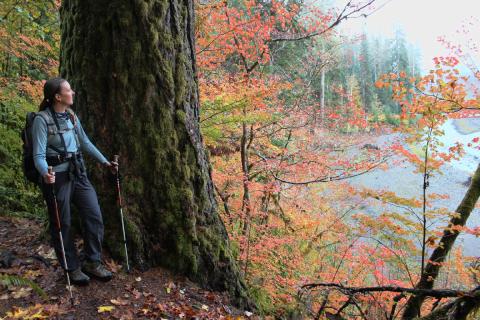 Hiking guide Carolyn stands next to the large Douglas Fir tree and looks out at the fall Vine Maple and Elwha River