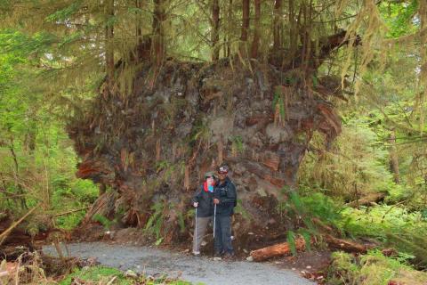 Hikers pose next to a heart-shaped rootwad that is about 15 feet tall in the Hoh Rainforest