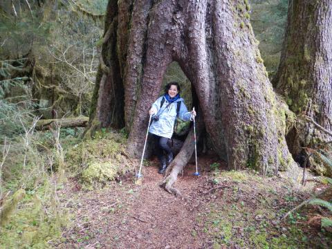 A hiker passing through a Sitka Spruce tree that has an arch at its base that is large enough for a person to walk through