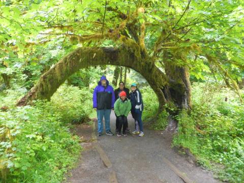 Hikers stand under the Hall of Mosses Big-leaf Maple Arch in the Hoh Rainforest of Olympic National Park