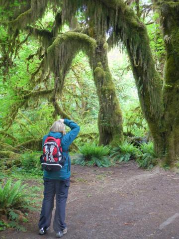 A hiker stands and takes a photograph in the Big Leaf Maple grove of the moss on the Hall of Mosses trail