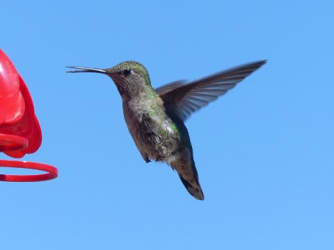 A female Anna's hummingbird is shown in flight next to a hummingbird feeder in Sequim