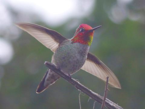 Male Annas Hummingbird caught with light reflecting bright red on his throat and head as he takes off into flight