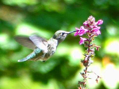A female Anna's is shown hovering in flight with her beak in a flower feeding on nectar