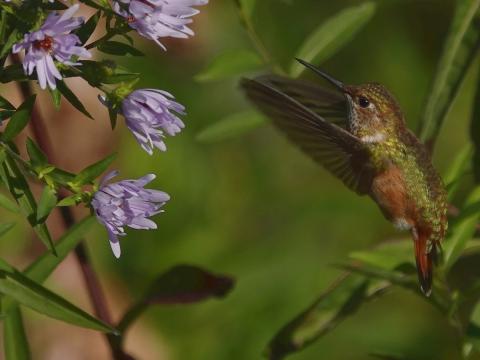A female Rufous Hummingbird is shown in flight next to a native Blue Aster flower