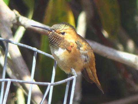 A male rufous hummingbird is shown perched on a wire fence and he is almost all rufous with an orange throat