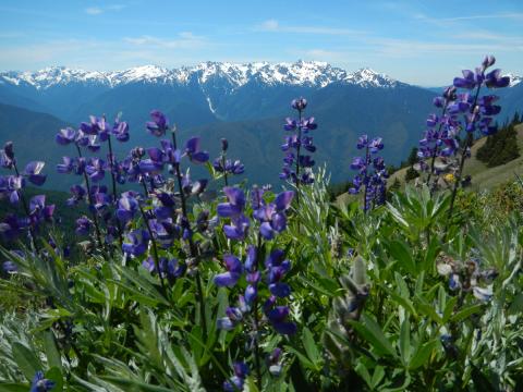 Patch of blue lupine set against the snowclad Olympic Mountains with blue sky