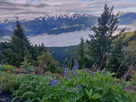 Picturesque scene of the sky, snow-capped Olympic mountains, cloud layer, subalpine trees, and thick wildflower meadow