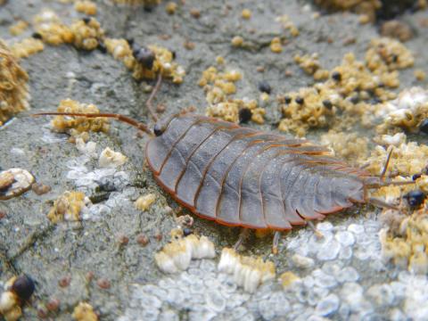 The isopod pictured is aptly named Oregon Pill-Bug and is brown with an oval flattened body resembling a cockroach