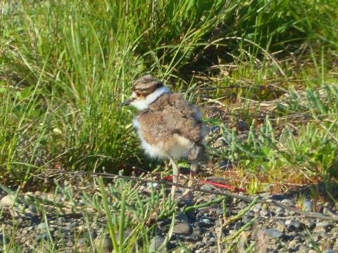 A Killdeer chick is shown with downy feathers in prairie near Dungeness Bay