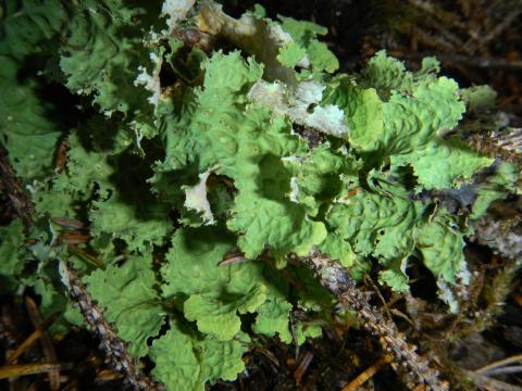 A lichen which is both fungi and algae and looks like lettuce clings to a stem and often falls onto the forest floor during storms