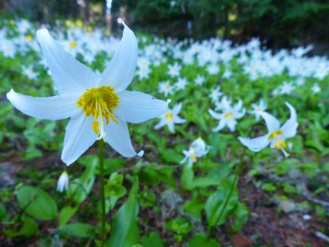 Closeup of an Avalanche Lily with a carpet of lilies behind it as the aftermath of a recent snow drift melt
