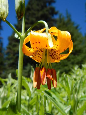 Closeup of a Columbian Lily that looks like a minature Day Lily