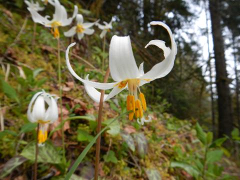 White lily showin in a rocky outcropping on a trail above the Elwha River