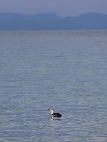 Red throated loon as seen from Dungeness Spit at dusk with the hills of Whidbey Island