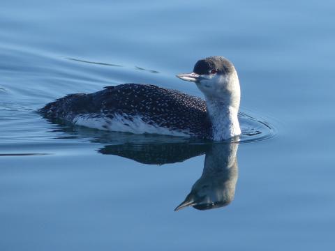 Red-throated Loon has a long speckled black with with poka dot body, black mask, red eye, and thin yellow bill that appears to be upturned