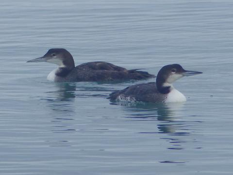 Two Common Loons are shown nex to eachother facing opposite directions in winter (basic) plumage