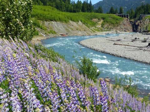 Riverbank Lupine and the Elwha River with the Glines Canyon Dam Gap in the background