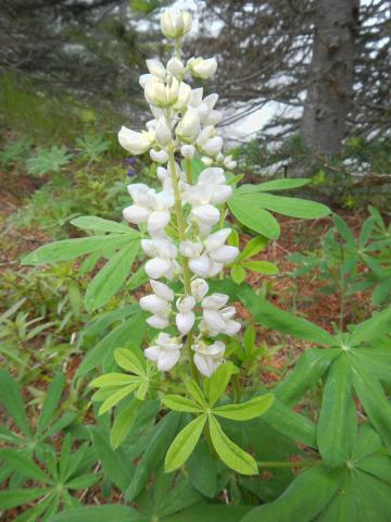 An uncommon white flowering Broadleaf Lupine which usually has blue flowers and the leaves are large and palmate