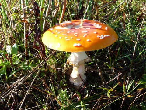 Amanita muscaria is an iconic red mushroom with white poka dots on the cap and a ring on the stalk