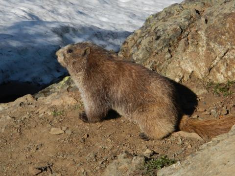 An Olympic Marmot looks out at the view from its high rocky perch