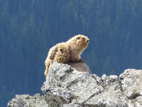 Olympic Marmot standing on a rock and looking out for predators