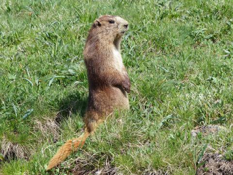 An Olympic Marmot stand up in alert pose looking and listening for predators