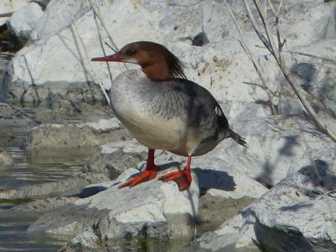 A female Common Merganser stands on a rock and you can see the red feet and long slender red bill, brown head, and gray body