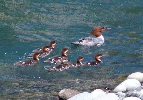 A female Common Merganser and her 7 ducklings swim behind her in formation in the Dungeness River during the summer