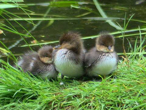 Three young Hooded Merganser chicks snuggle together and nod off on a grassy knoll in a wetland in the Hoh Rainforest