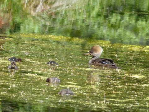 An adult female Hooded Merganser with chicks swims in a wetland in the Hoh Rainforest