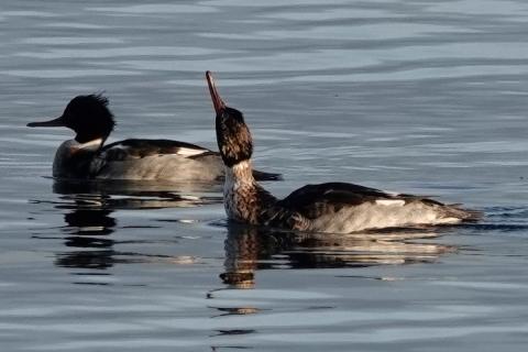 A pair of male red-breasted mergansers wtih white collars, dark heads, and punk-rocker feathers swim together