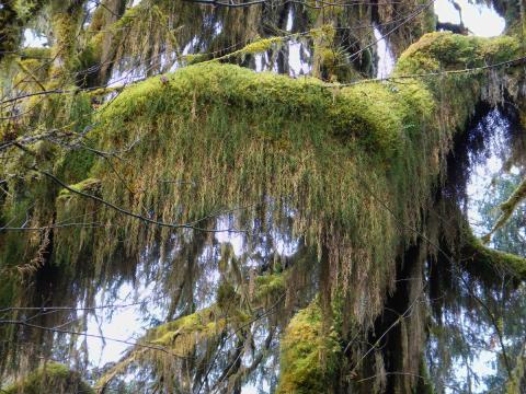 A mossy curtain of Selaginella oregona growing on a horizontal Big-leaf Maple branch in the Hoh Rainforest