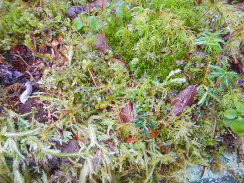 Closeup of moss, lichen, and seedlings growing on a nurse log in the Hoh Rainforest 