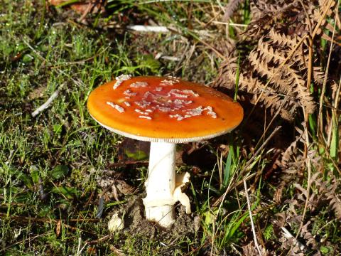 a mature Amanita muscaria mushroom is shown with white markings on the red cap
