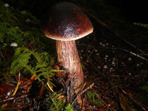 A bolete mushroom is shown here with a reddish brown cap edged in yellow and a streaky red stalk