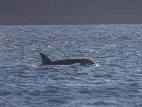 A female Killer Whale surfaces in the Port Angles harbor