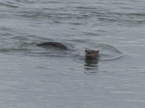 A River Otter is pictured swimming in water with its head and part of its tail visible above water