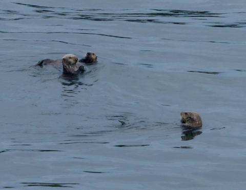 A group of three sea otters are shown in the water as they actively hunt for food like sea urchins
