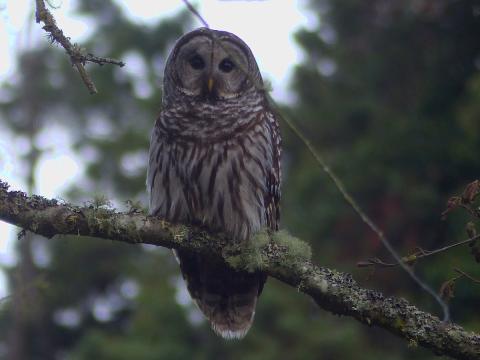 A Barred Owl sits on a branch and shows the barring on its chest that differentiates its appearance