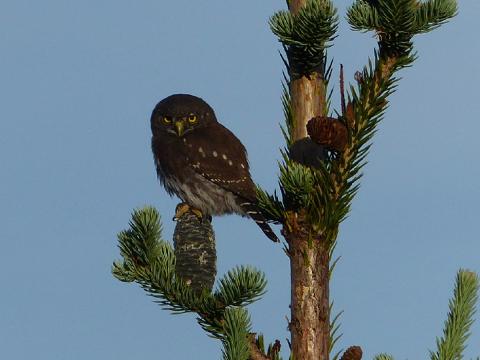 A Northern Pygmy Owl sits perched on a Subalpine Fir Cone
