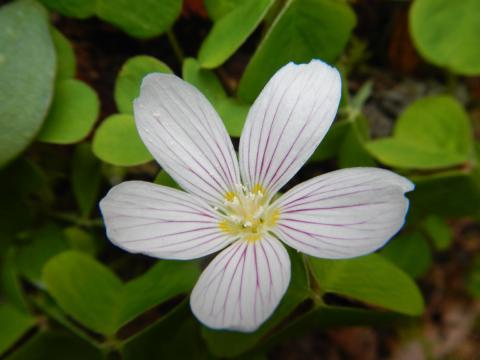 Closeup of a flower of Oxalis oregana or sorrel, which is found in wet forests like the Hoh Rainforest and looks like large clover