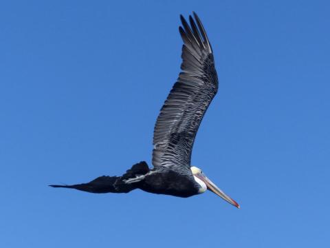 Closeup of a Brown Pelican flying overhead showing the large bill, brown body, long wings, and white head