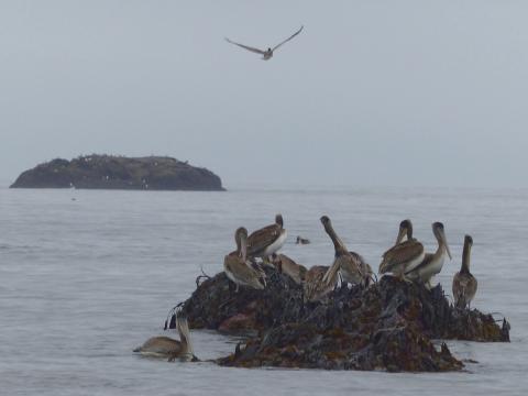 A group of Brown Pelicans are roosting and preening on some seaweed covered rocks