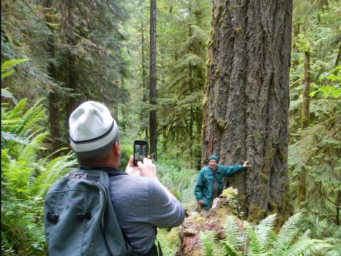 One tour participant photographs another next to a huge Douglas Fir tree in the Elwha Valley